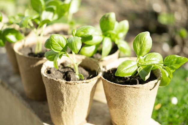 Jeunes plants de basilic dans des pots de tourbe bio écologiques petit basilic en pot biodégradable