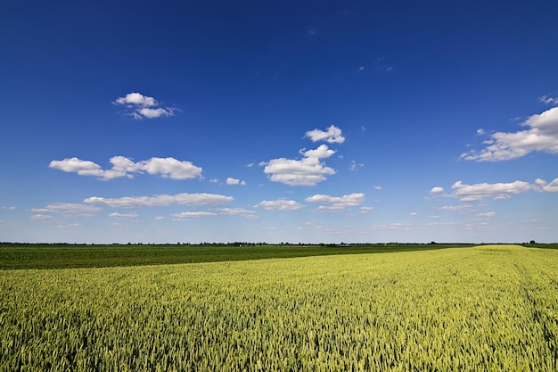 Jeunes plants de blé, de blé vert poussant dans un champ