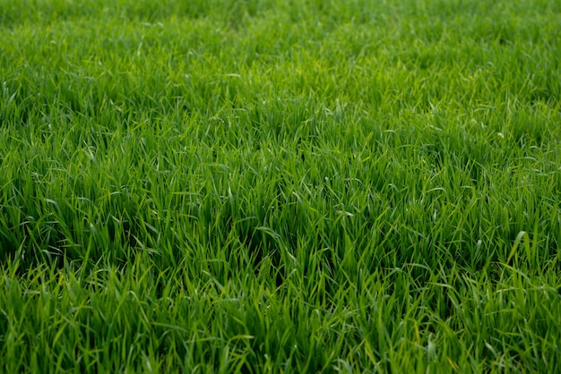 de jeunes plants de blé poussent dans les champs.