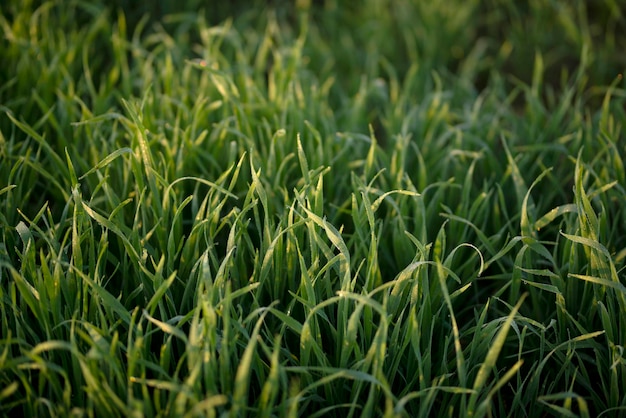 Les jeunes plants de blé poussent sur le sol. Incroyablement beaux champs sans fin de la plante de blé vert.