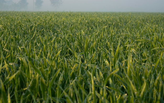 Les jeunes plants de blé poussent sur le sol. Incroyablement beaux champs sans fin de la plante de blé vert.