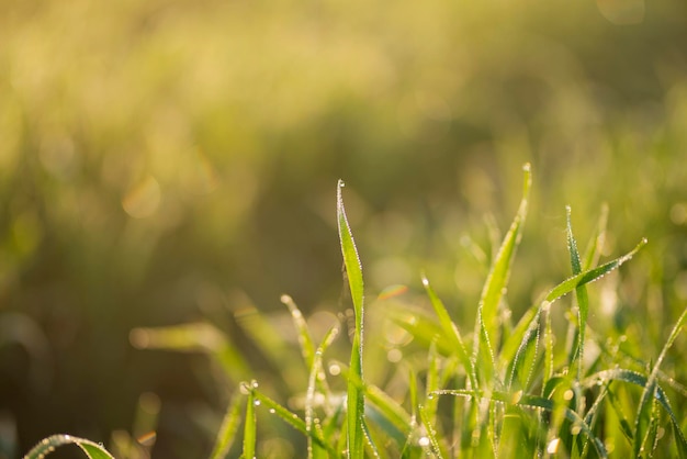 Les jeunes plants de blé poussent sur le sol. Incroyablement beaux champs sans fin de la plante de blé vert.