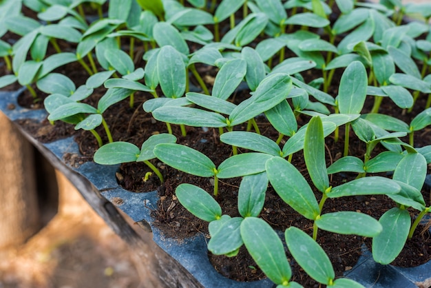 Jeunes plants de concombres en bac