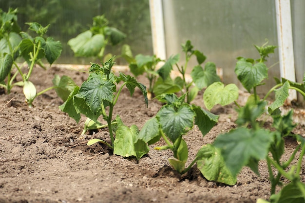 Jeunes plants de concombres en fleurs avec des fleurs jaunes au soleil