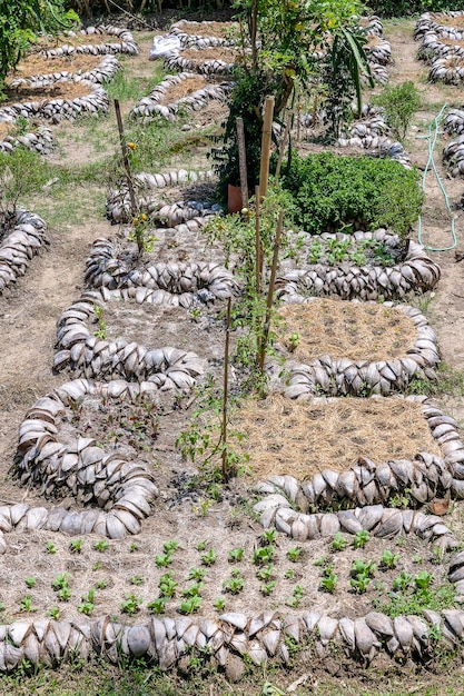 Photo les jeunes plants dans un jardin tropical de l'île de noix de coco bali indonésie