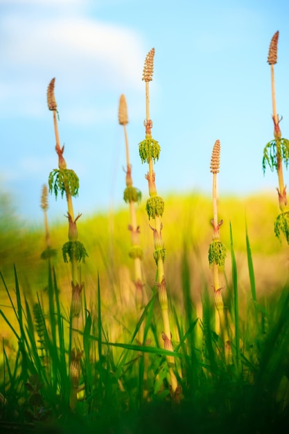 Jeunes plants d'Equisetum au printemps