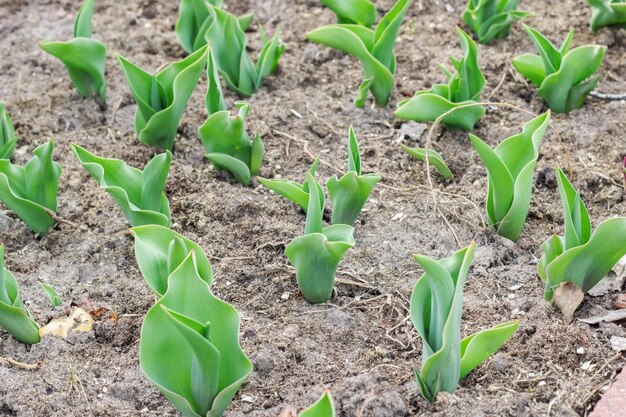 Jeunes plants de fleurs sur un lit au printemps