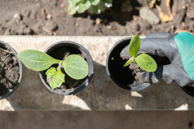 Les jeunes plants frais se trouvent dans des pots en plastique.