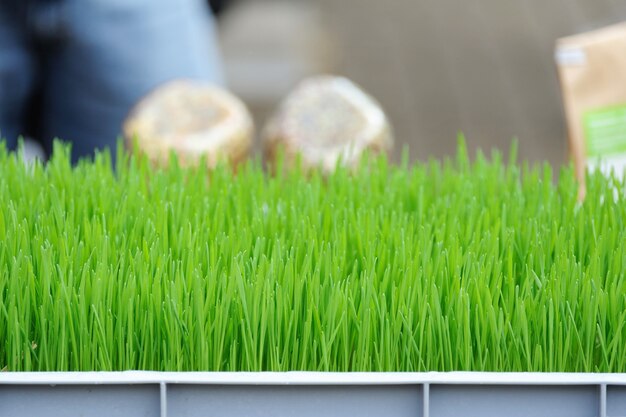 Les jeunes plants de germes de blé vert se bouchent. Produit biologique.