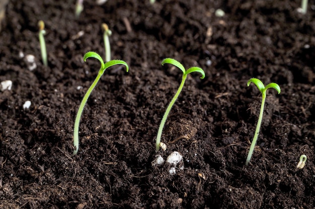 Jeunes plants de graines. Jeunes plants de plantes.