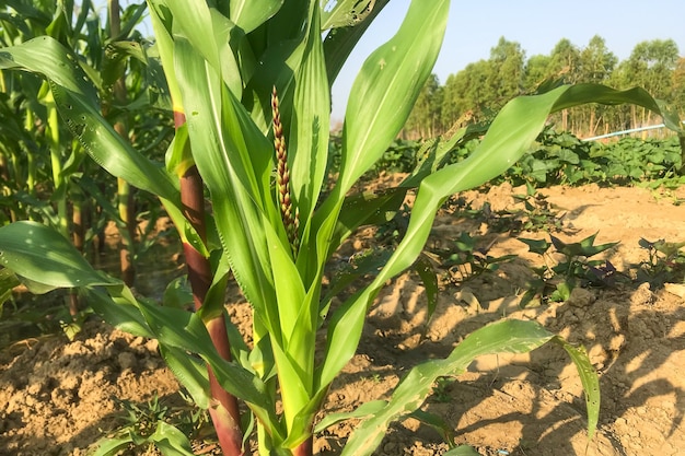 Jeunes plants de maïs poussant dans le jardin