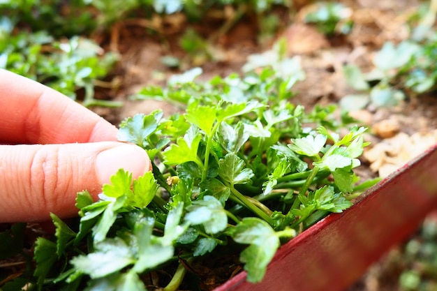 Jeunes plants de persil et de céleri soigneusement plantés par les mains des femmes Travaux agricoles de printemps dans le jardin chalet ou ferme Travail manuel Nourriture biologique Main touchant les plantes