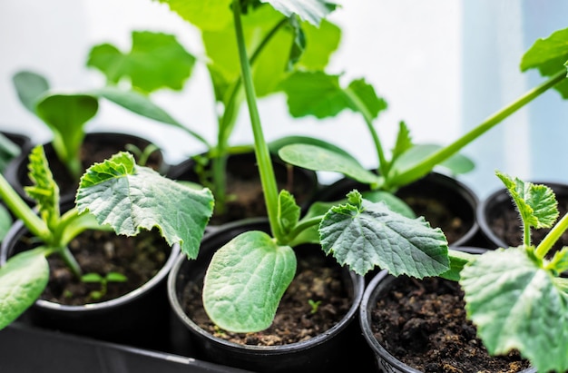 Jeunes plants pour planter des courgettes sur la fenêtre Nature de mise au point sélective