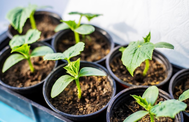 Jeunes plants pour planter des courgettes sur la fenêtre Nature de mise au point sélective