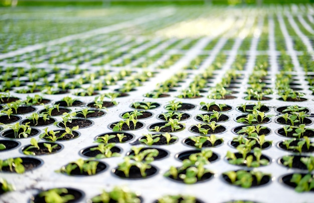 Jeunes plants poussent dans la serre de Potty Block