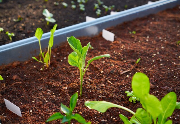 jeunes plants pousses dans un verger