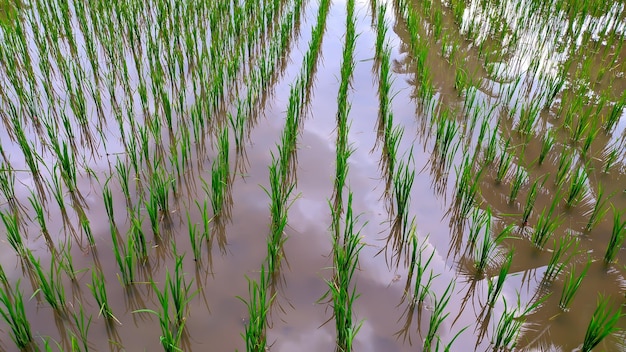 Jeunes plants de riz dans l'étang d'eau magnifiquement