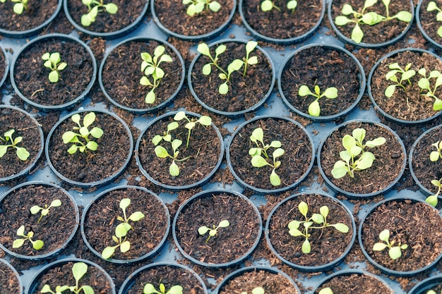 Jeunes plants de roquette, jeunes roquettes, pousses de roquette, semis de printemps. Légume sain.