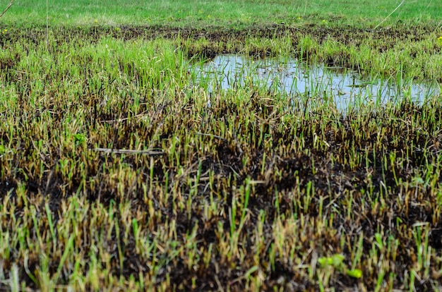 Les jeunes plants de roseau dans les marais du Dniepr au printemps