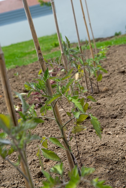 Jeunes plants de tomates dans le jardin