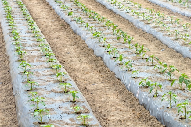 Jeunes plants de tomates poussant dans une serre