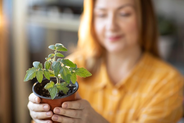 Jeunes plants de tomates solides dans les mains des femmes