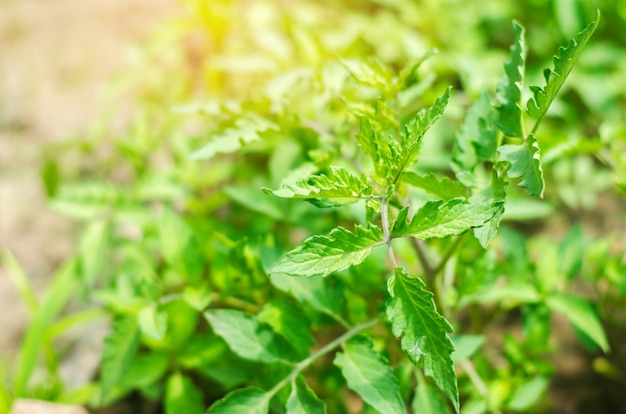 Jeunes plants de tomates vertes