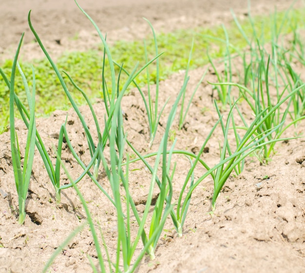 Jeunes poireaux ou oignons verts poussant dans les champs ou dans les jardins, agriculture, agriculture, légumes