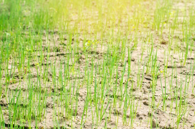 Jeunes poireaux ou oignons verts poussant dans les champs ou les jardins