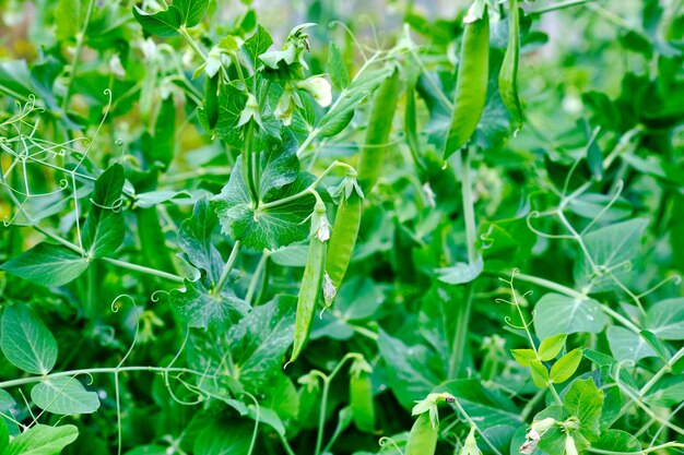 Jeunes pois dans le jardin