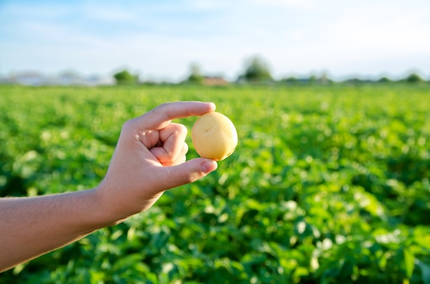 Jeunes pommes de terre fraîches entre les mains d'un agriculteur sur fond de plantations de pommes de terre agricoles