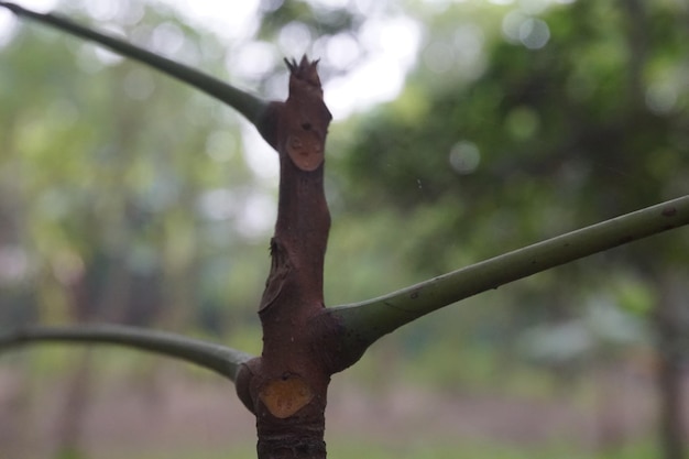 Photo les jeunes pousses d'un arbre