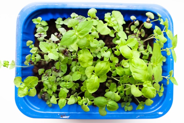 Jeunes pousses de basilic dans un plateau de semis sur un rebord de fenêtre Cultiver des légumes verts et des herbes droites à la maison