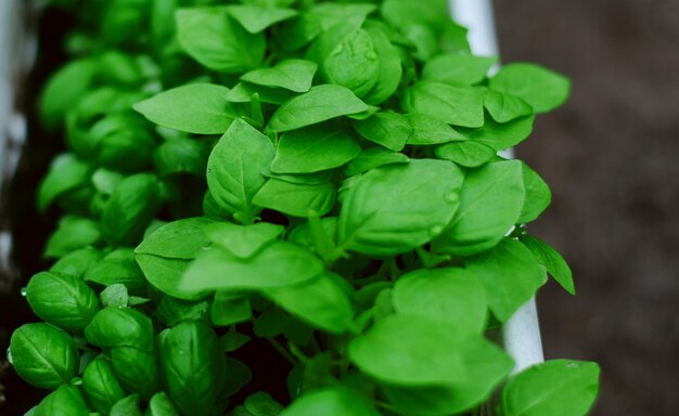 Jeunes pousses de basilic frais