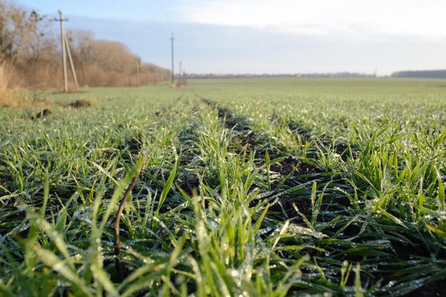 Jeunes pousses de blé d'hiver journée d'automne ensoleillée Rosée sur les vies Après la pluie Copier l'espace