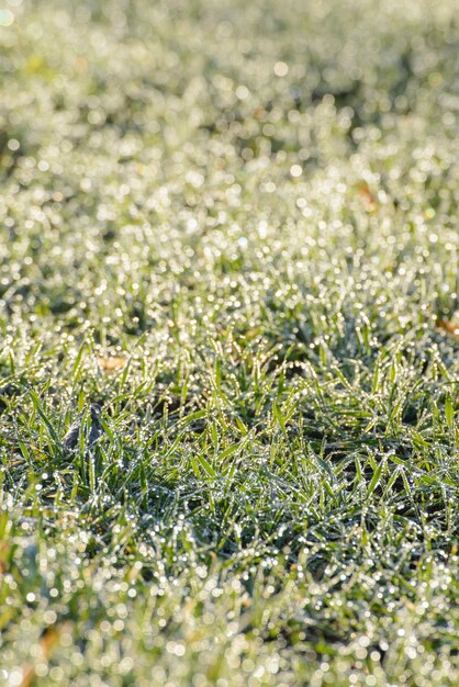 Jeunes pousses de blé d'hiver journée d'automne ensoleillée