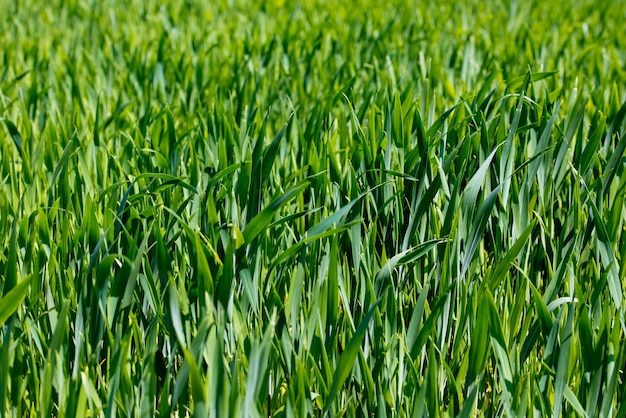 Jeunes pousses de blé vert sur le terrain Ferme agricole Mise au point sélective