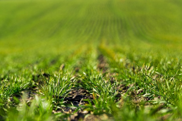 Jeunes pousses de blé vue rapprochée La germination de l'agriculture du blé sur un champ Processus agricole