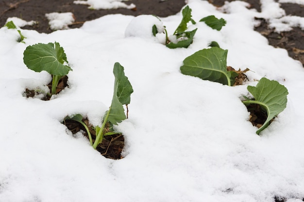 Les jeunes pousses de chou dans le jardin couvert de neige