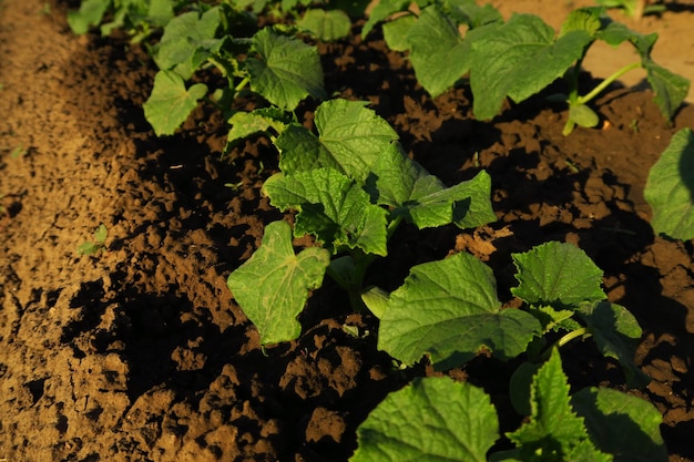 les jeunes pousses de concombre poussent dans le jardin de la ferme