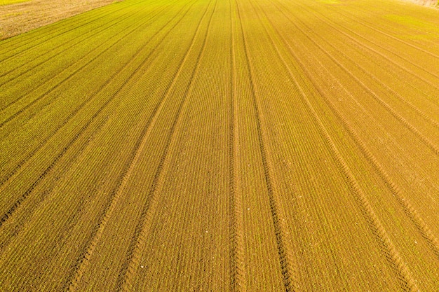 Jeunes pousses dans la vue sur le terrain depuis le drone