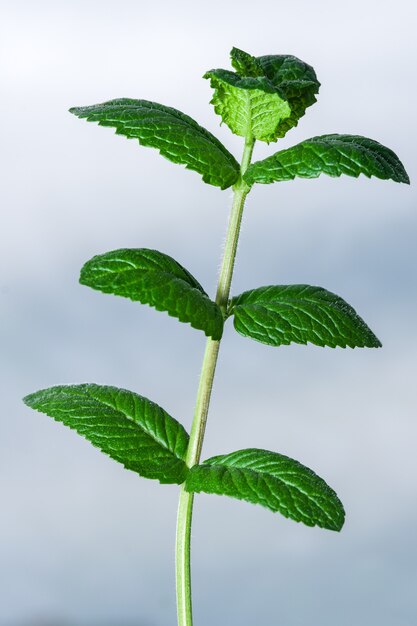 Jeunes pousses et feuilles de macrophotographie en gros plan de menthe poivrée aromatique