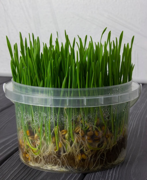 Jeunes pousses fraîches de micro-verts de blé poussant dans une boîte en plastique