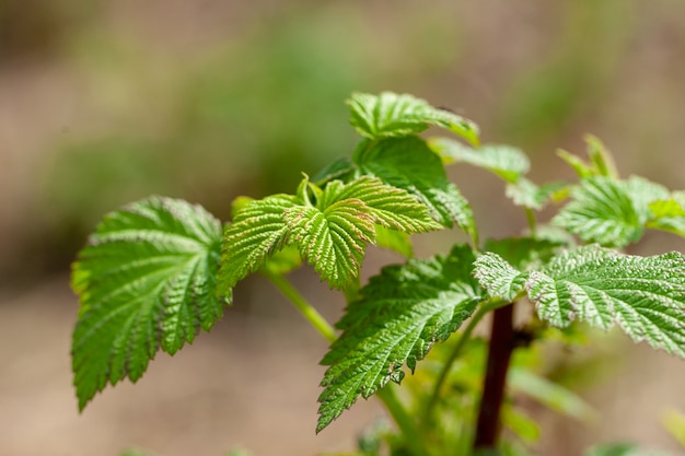 Jeunes pousses de framboises au jardin