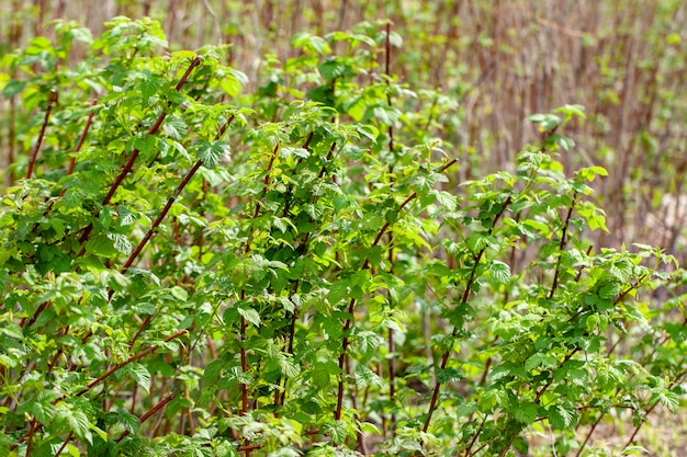 Jeunes pousses de framboises au jardin