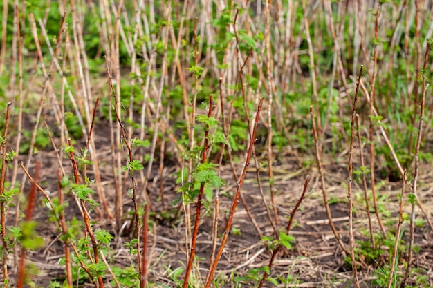 Jeunes pousses de framboises au jardin