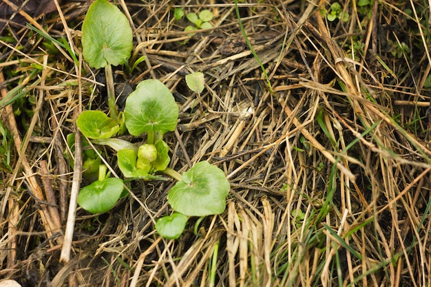 Jeunes pousses d&#39;herbe. Herbe verte poussant dans le sol gelé.