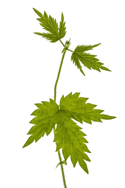 Jeunes pousses de houblon isolé sur fond blanc