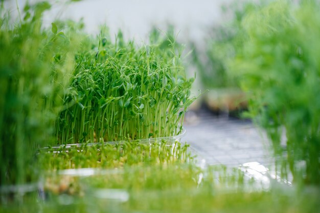 Jeunes pousses juteuses de micro-verts dans la serre.