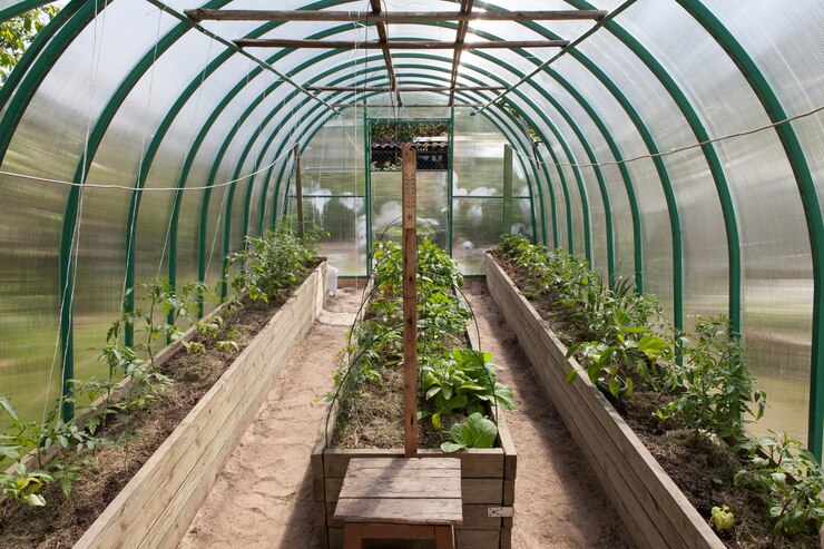 Photo jeunes pousses de légumes en serre.